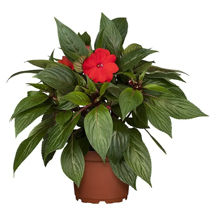 Piardino Edellieschen - Impatiens neuguinea, Topfgröße: 13 cm, Sortenabhängig - Vorderansicht