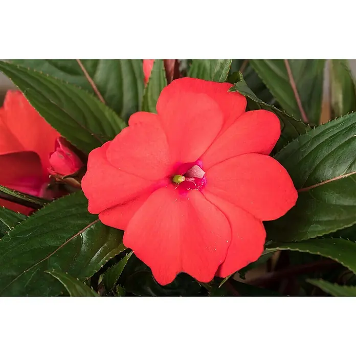 Piardino Edellieschen - Impatiens neuguinea, Topfgröße: 13 cm, Sortenabhängig - Stimmungsaufnahme