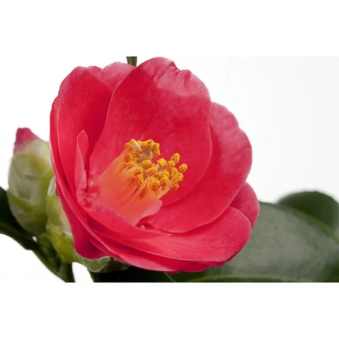 Piardino Japanische Kamelie - Camellia japonica, Topfgröße: 15 cm, Blütenfarbe: Sortenabhängig - Stimmungsaufnahme