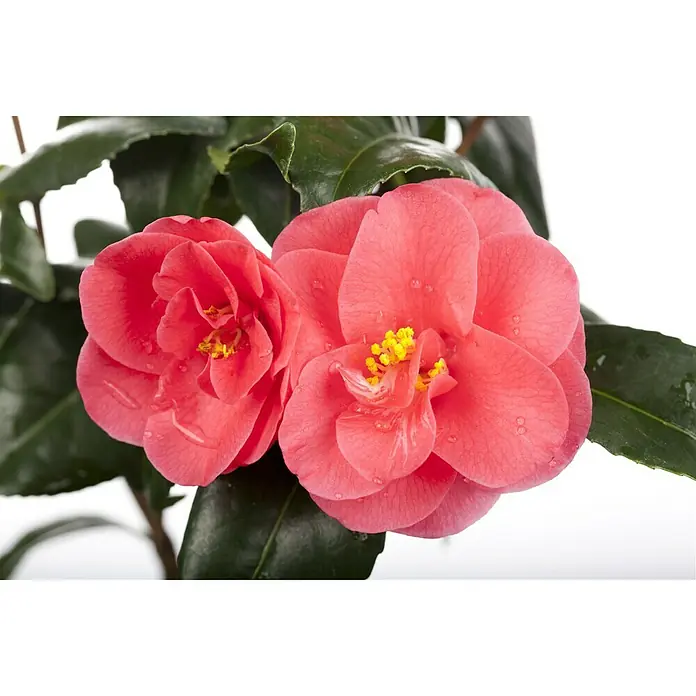 Piardino Japanische Kamelie - Camellia japonica, Topfgröße: 15 cm, Blütenfarbe: Sortenabhängig - Stimmungsaufnahme