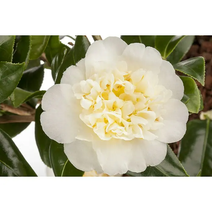 Piardino Japanische Kamelie - Camellia japonica, Topfgröße: 15 cm, Blütenfarbe: Sortenabhängig - Stimmungsaufnahme