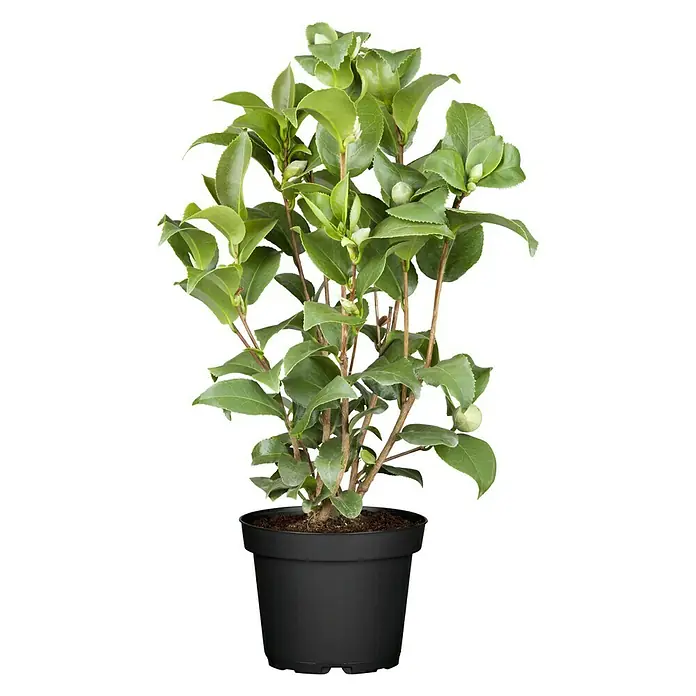 Piardino Japanische Kamelie - Camellia japonica, Topfgröße: 15 cm, Blütenfarbe: Sortenabhängig - Vorderansicht