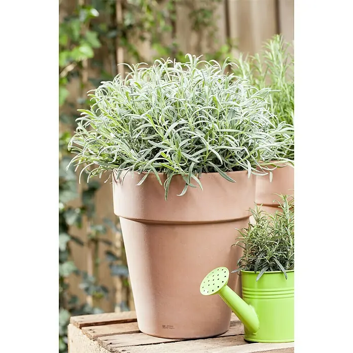 Piardino Lavendel - Lavendula angustifolium, Topfgröße: 14 cm, Blau/Lila - Stimmungsaufnahme