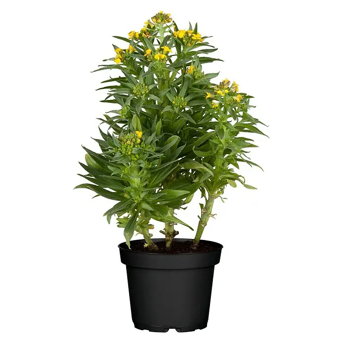 Piardino Goldlack - Erysinum, Gelb, Topfgröße: 13 cm - Vorderansicht