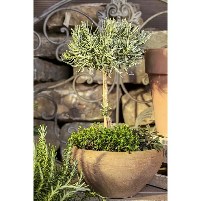 Piardino Lavendel Stämmchen - Lavendula angustifolium, Topfgröße: 14 cm, Lavendelblau - Stimmungsaufnahme