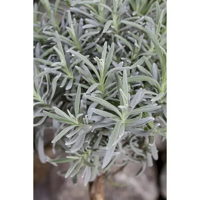 Piardino Lavendel Stämmchen - Lavendula angustifolium, Topfgröße: 14 cm, Lavendelblau - Stimmungsaufnahme