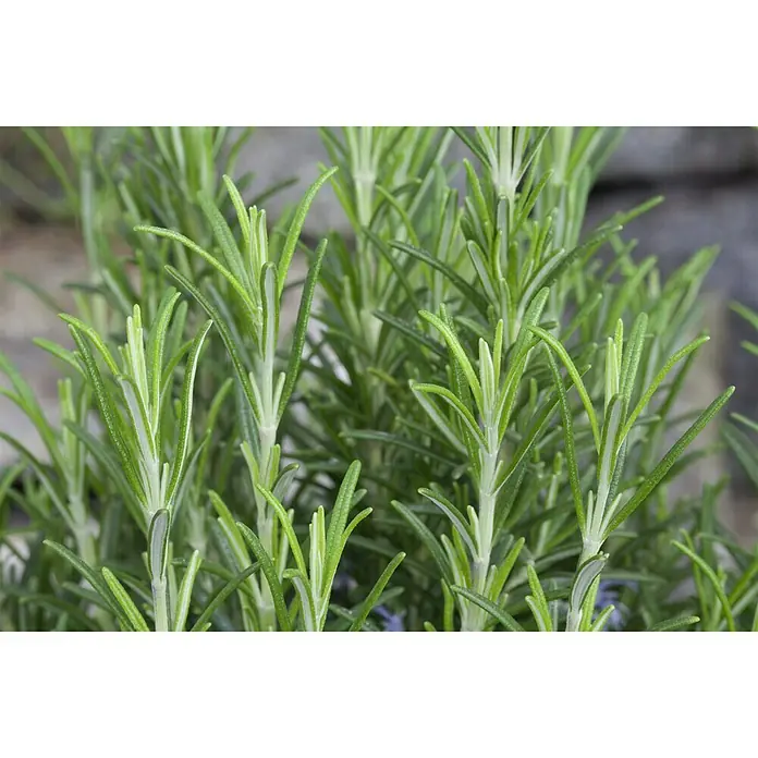 Piardino Rosmarin - Rosmarinus officinalis, Topfgröße: 18 cm - Stimmungsaufnahme