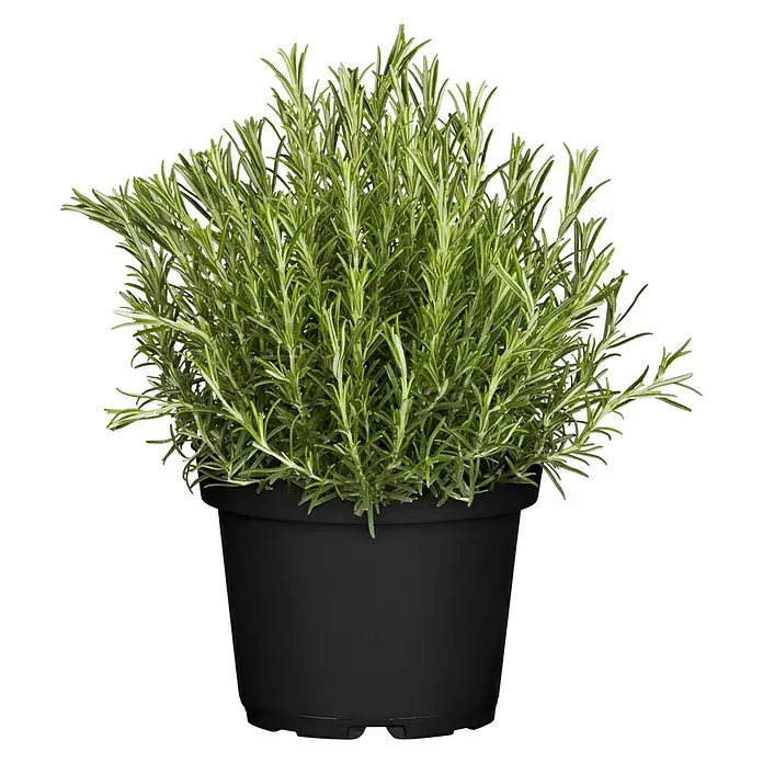 Piardino Rosmarin - Rosmarinus officinalis, Topfgröße: 18 cm - Vorderansicht