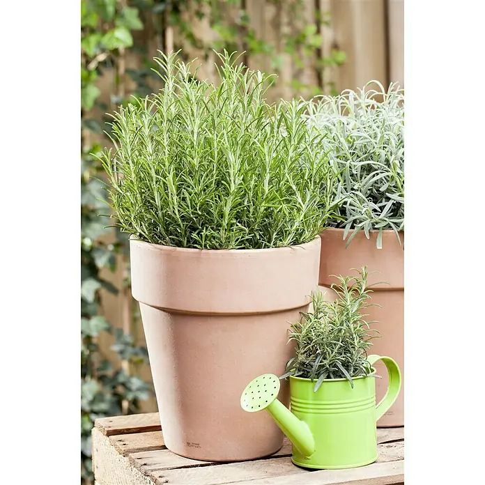 Piardino Rosmarin - Rosmarinus officinalis, Topfgröße: 18 cm - Stimmungsaufnahme
