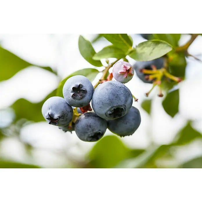 Piardino Heidelbeere - Vaccinium corymbosum - Stimmungsaufnahme