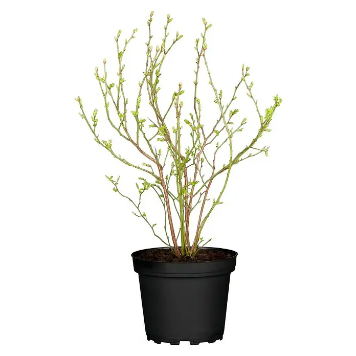 Piardino Heidelbeere - Vaccinium corymbosum - Vorderansicht
