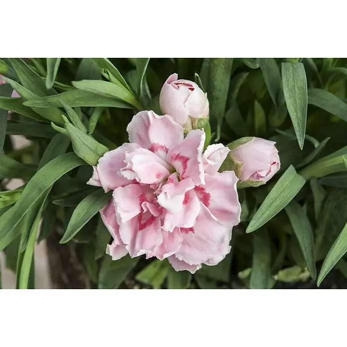 Piardino Gartennelke 'SuperTrouper'® - Gartennelke 'SuperTrouper'®, Blütenfarbe: Sortenabhängig - Stimmungsaufnahme