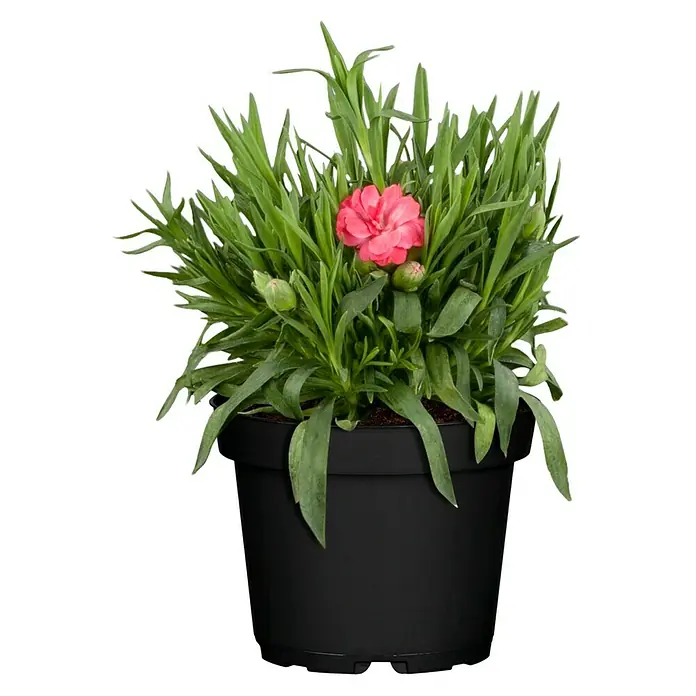Piardino Gartennelke 'SuperTrouper'® - Gartennelke 'SuperTrouper'®, Blütenfarbe: Sortenabhängig - Vorderansicht