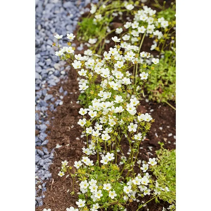 Piardino Moos-Steinbrech - Saxifraga arendsii, Weiß, Rosa - Stimmungsaufnahme