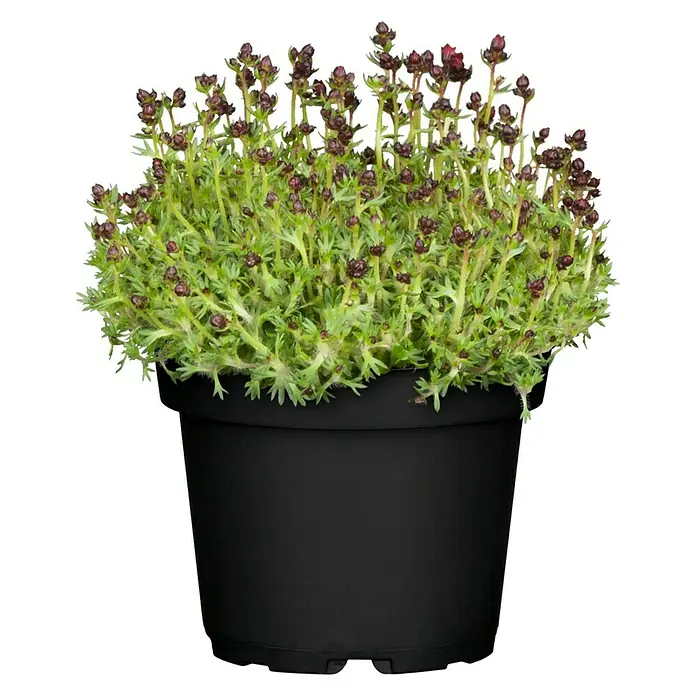 Piardino Moos-Steinbrech - Saxifraga arendsii, Weiß, Rosa - Vorderansicht