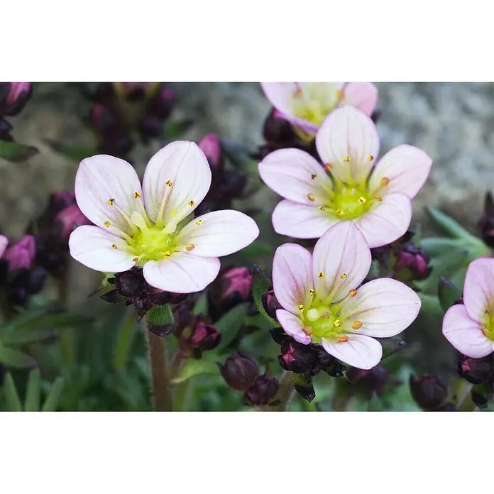 Piardino Moos-Steinbrech - Saxifraga arendsii, Weiß, Rosa - Stimmungsaufnahme