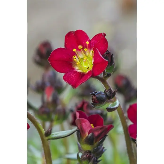Piardino Moos-Steinbrech - Saxifraga arendsii, Weiß, Rosa - Stimmungsaufnahme