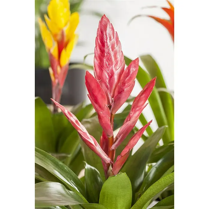 Piardino Flammendes Schwert - Vriesea splendens, Topfgröße: 12 cm, Rot - Stimmungsaufnahme