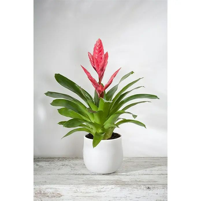 Piardino Flammendes Schwert - Vriesea splendens, Topfgröße: 12 cm, Rot - Stimmungsaufnahme