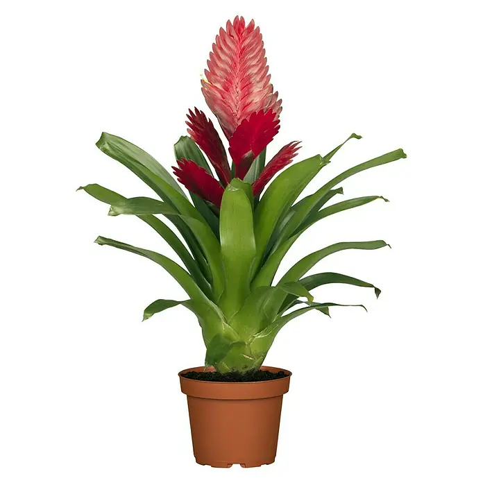 Piardino Flammendes Schwert - Vriesea splendens, Topfgröße: 12 cm, Rot - Vorderansicht