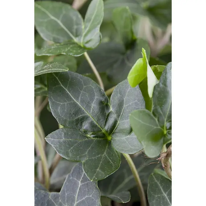 Piardino Efeu - Hedera helix, Topfgröße: 15 cm - Stimmungsaufnahme