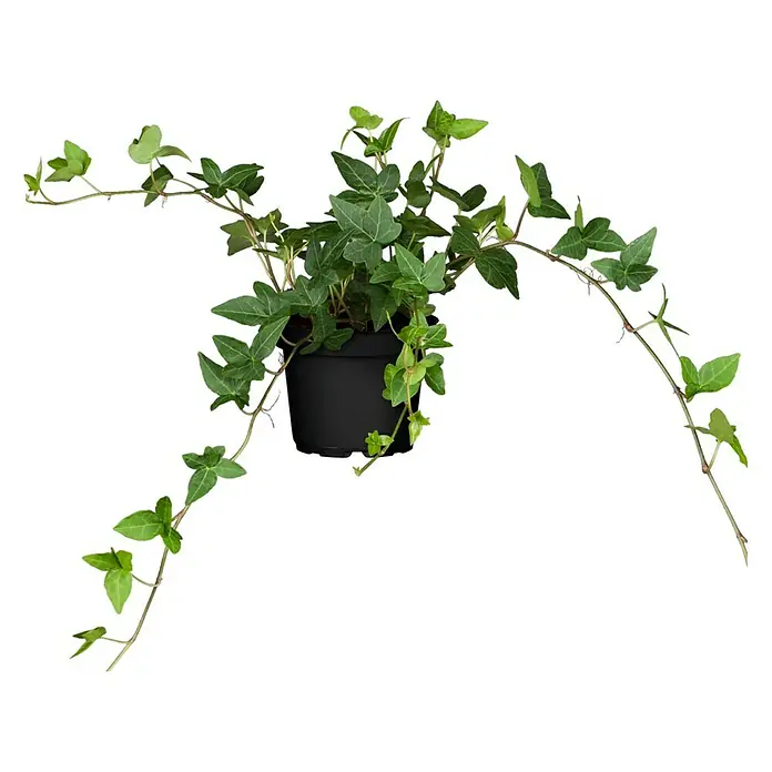 Piardino Efeu - Hedera helix, Topfgröße: 15 cm - Vorderansicht