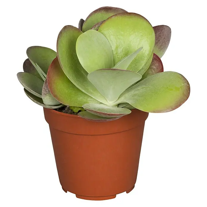 Piardino Kalancoe - Kalanchoe thyrsiflora, Tamaño de maceta: 12 cm, Verde - Vista frontal