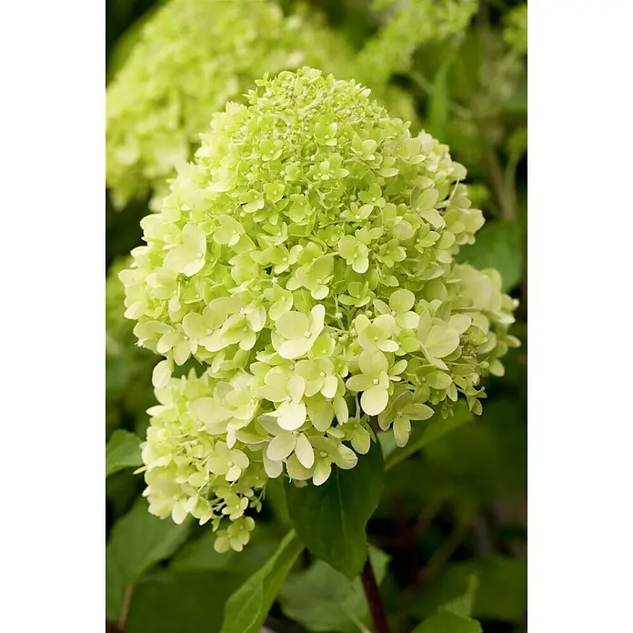 Piardino Rispen-Hortensie Limelight - Hydrangea paniculata 'Limelight', Topfgröße: 60 cm, Grün/Weiß - Stimmungsaufnahme