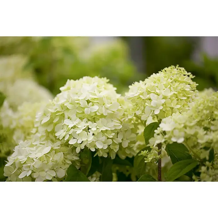 Piardino Rispen-Hortensie Limelight - Hydrangea paniculata 'Limelight', Topfgröße: 60 cm, Grün/Weiß - Stimmungsaufnahme