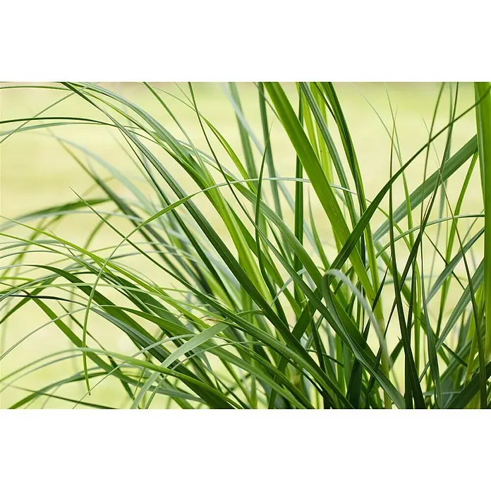 Piardino Pampasgras - Cortaderia selloana 'Pumila', Topfgröße: 23 cm - Stimmungsaufnahme