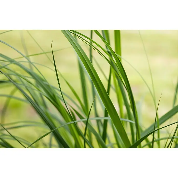 Piardino Pampasgras - Cortaderia selloana 'Pumila', Topfgröße: 23 cm - Stimmungsaufnahme