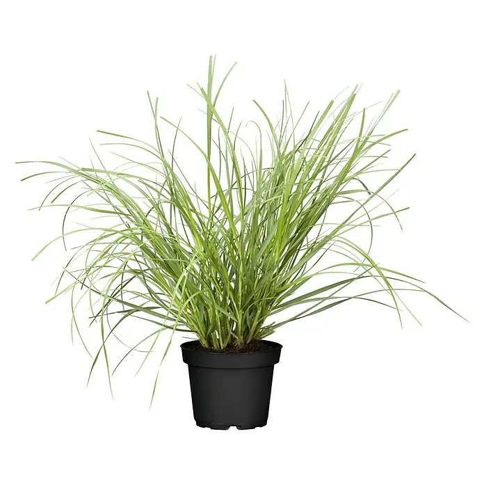 Piardino Pampasgras - Cortaderia selloana 'Pumila', Topfgröße: 23 cm - Vorderansicht