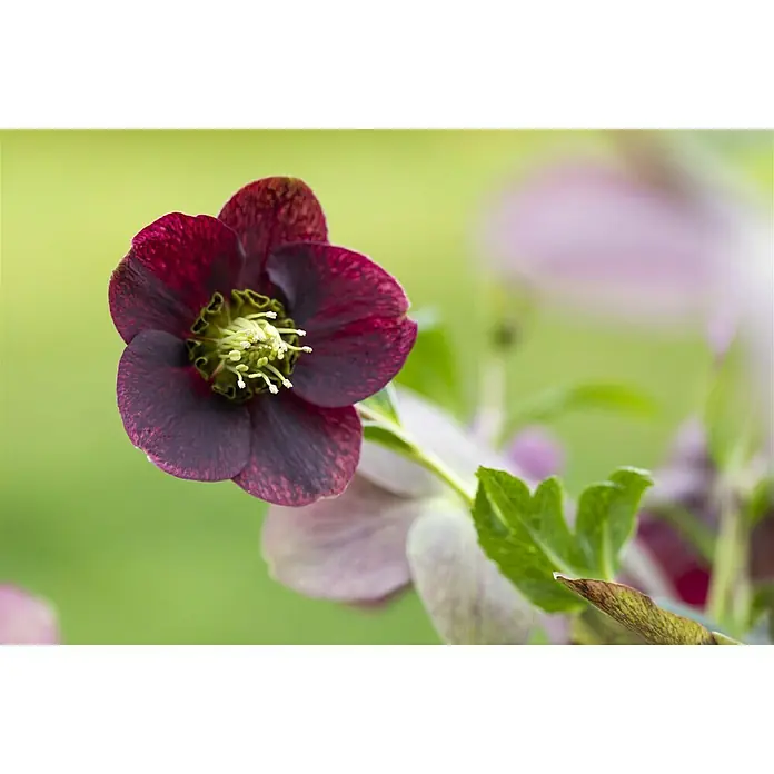 Piardino Christrose - Helleborus orientalis, Topfgröße: 19 cm, Rosa - Stimmungsaufnahme