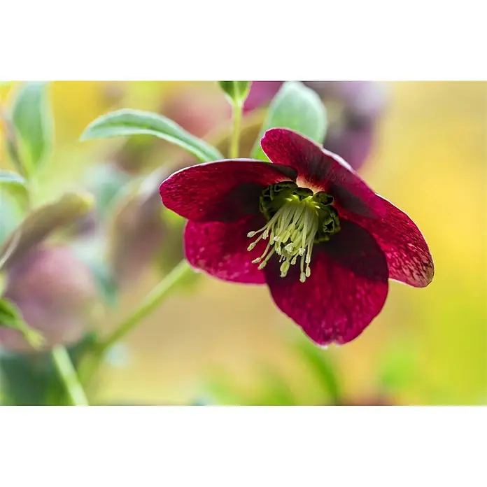 Piardino Christrose - Helleborus orientalis, Topfgröße: 19 cm, Rosa - Stimmungsaufnahme