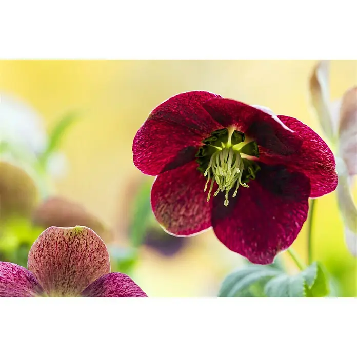 Piardino Christrose - Helleborus orientalis, Topfgröße: 19 cm, Rosa - Stimmungsaufnahme