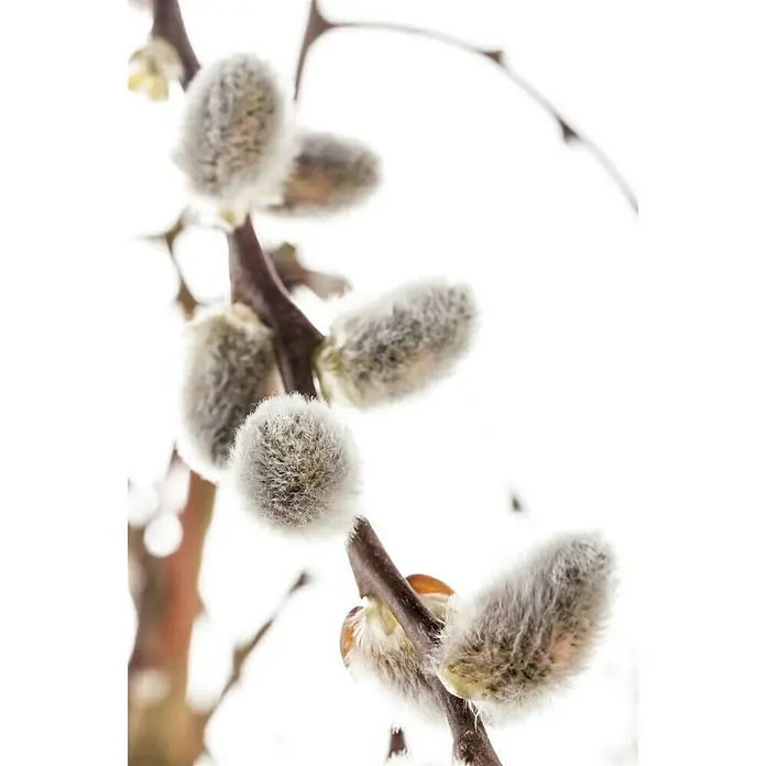 Piardino Kätzchenweide - Salix caprea 'Pendula' / 'Kilmarnock', Aktuelle Wuchshöhe: 30 cm - 40 cm - Stimmungsaufnahme