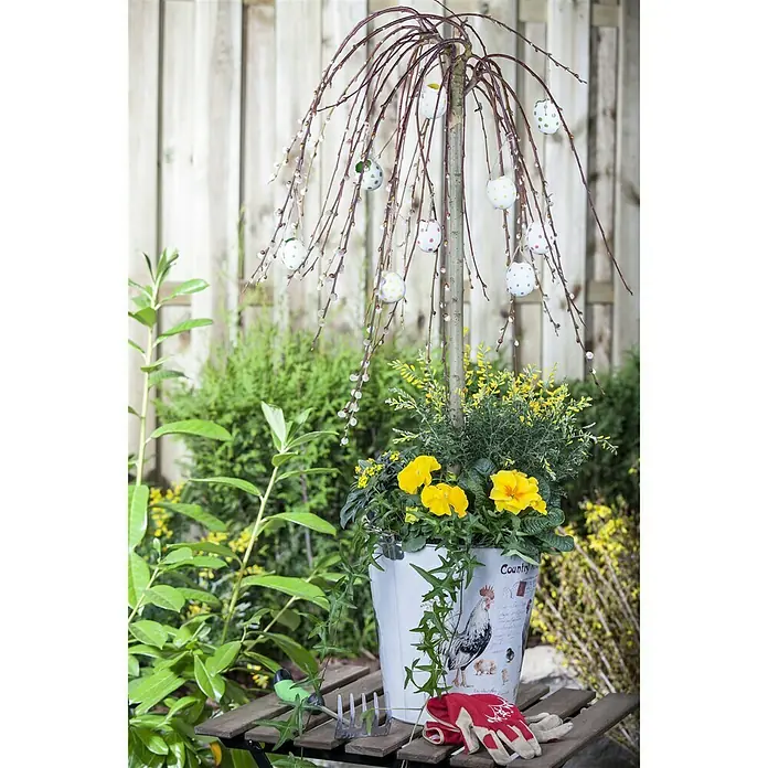 Piardino Kätzchenweide - Salix caprea 'Pendula' / 'Kilmarnock', Aktuelle Wuchshöhe: 30 cm - 40 cm - Stimmungsaufnahme