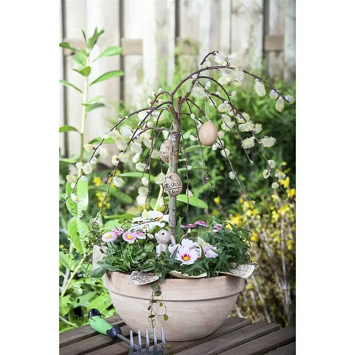 Piardino Kätzchenweide - Salix caprea 'Pendula' / 'Kilmarnock', Aktuelle Wuchshöhe: 30 cm - 40 cm - Stimmungsaufnahme