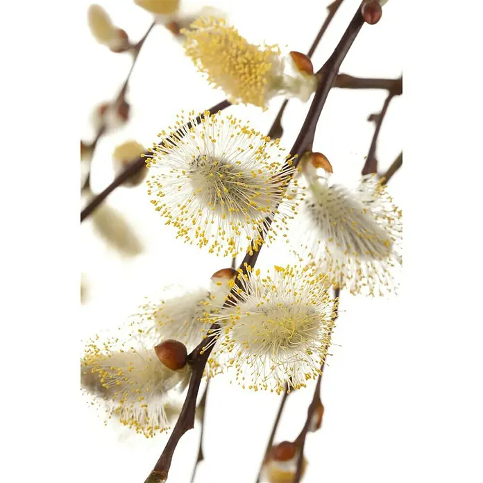 Piardino Kätzchenweide - Salix caprea 'Pendula' / 'Kilmarnock', Aktuelle Wuchshöhe: 30 cm - 40 cm - Stimmungsaufnahme