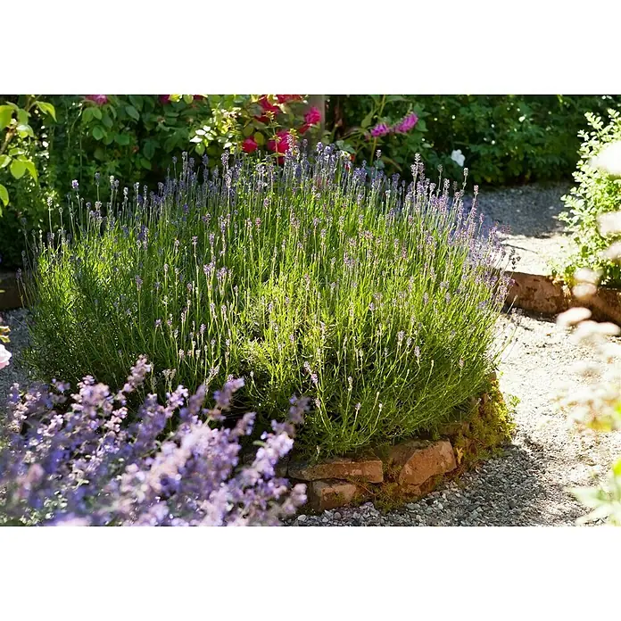 Piardino Lavendel - Lavandula angustifolia, Topfgröße: 18 cm, Blütenfarbe: Violett - Stimmungsaufnahme