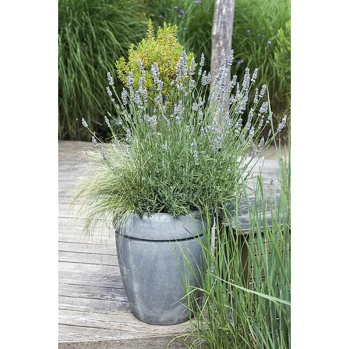 Piardino Lavendel - Lavandula angustifolia, Topfgröße: 18 cm, Blütenfarbe: Violett - Stimmungsaufnahme