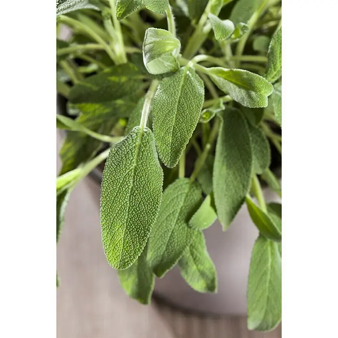 Piardino Salvia - Salvia officinalis - Foto ambiente