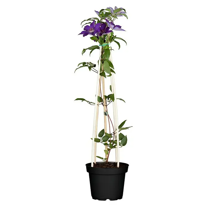 Piardino Waldrebe - Clematis Hybriden, Topfgröße: 2 l, Blau - Vorderansicht