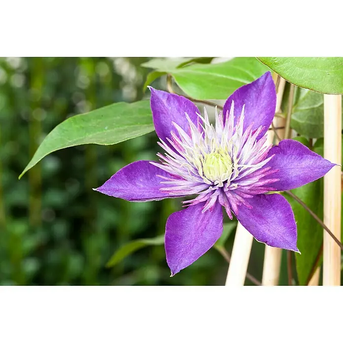 Piardino Waldrebe - Clematis Hybriden, Topfgröße: 2 l, Blau - Stimmungsaufnahme
