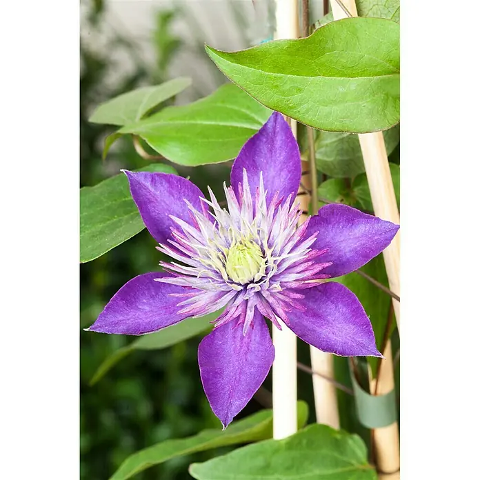 Piardino Waldrebe - Clematis Hybriden, Topfgröße: 2 l, Blau - Stimmungsaufnahme