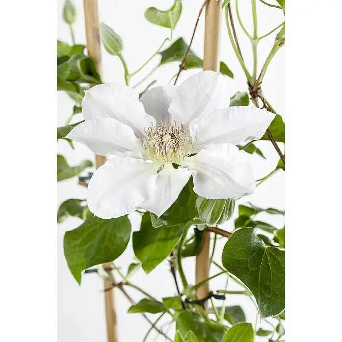Piardino Waldrebe - Clematis Hybride, Weiß - Stimmungsaufnahme