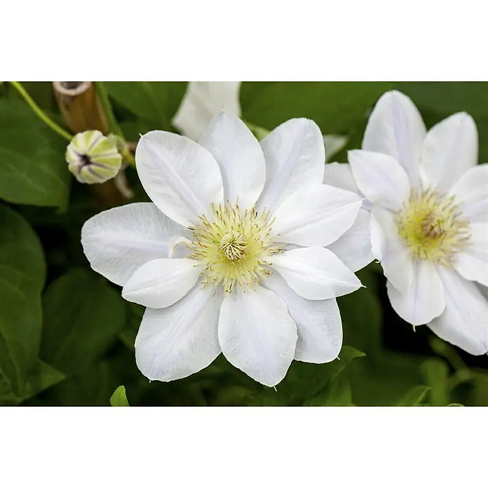 Piardino Waldrebe - Clematis Hybride, Weiß - Stimmungsaufnahme