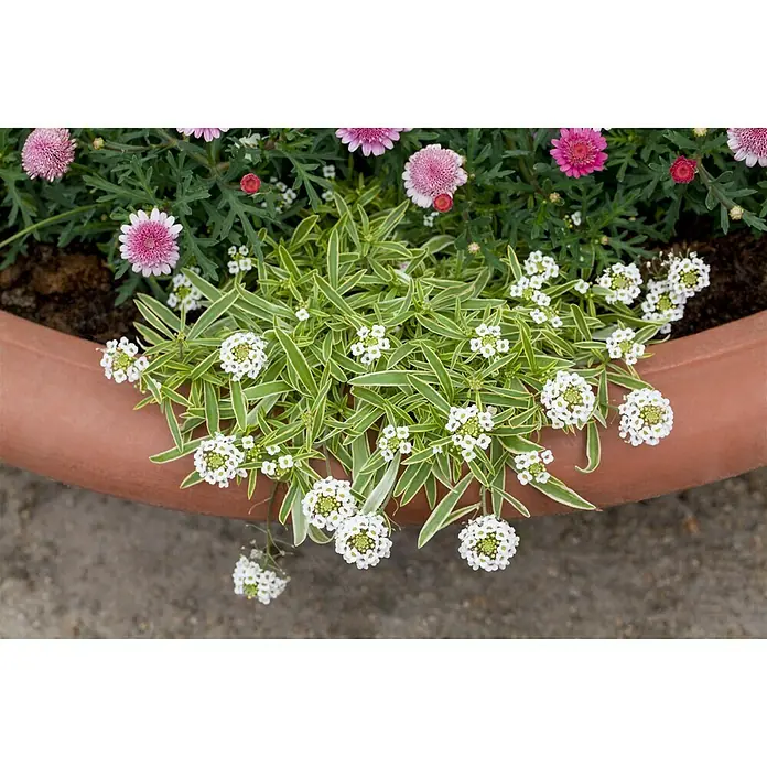 Piardino Schleifenblume - Iberis sempervirens, Weiß - Stimmungsaufnahme