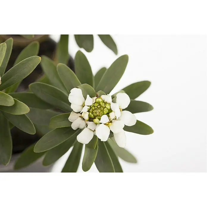Piardino Schleifenblume - Iberis sempervirens, Weiß - Stimmungsaufnahme