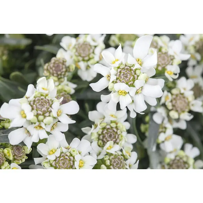 Piardino Schleifenblume - Iberis sempervirens, Weiß - Stimmungsaufnahme